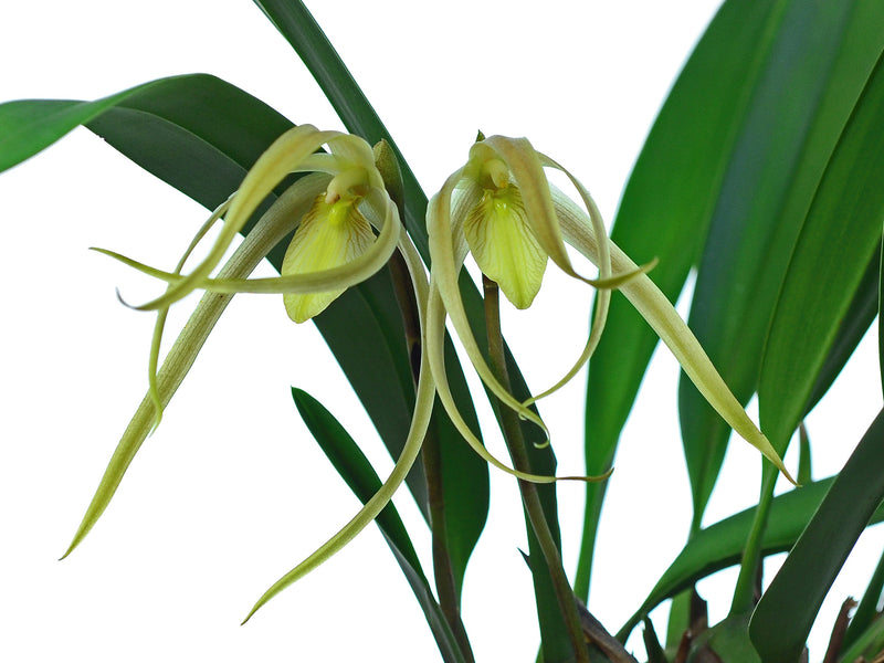 Maxillaria macrura f. xanthina