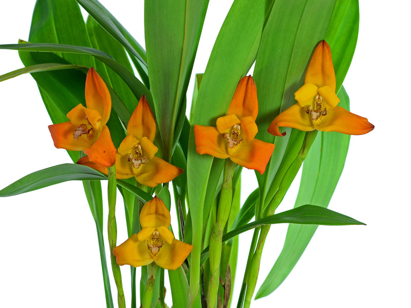 Maxillaria molitor orange