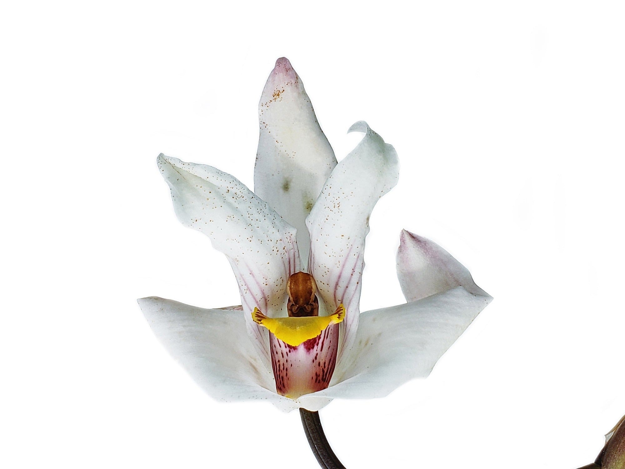 Maxillaria platypetala