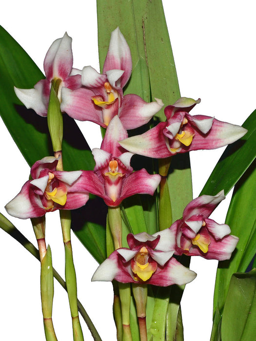 Maxillaria plicata