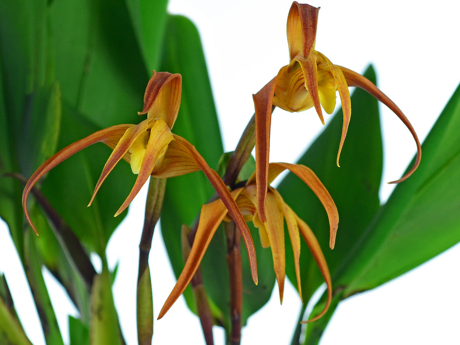 Maxillaria arachnites x Max. striata