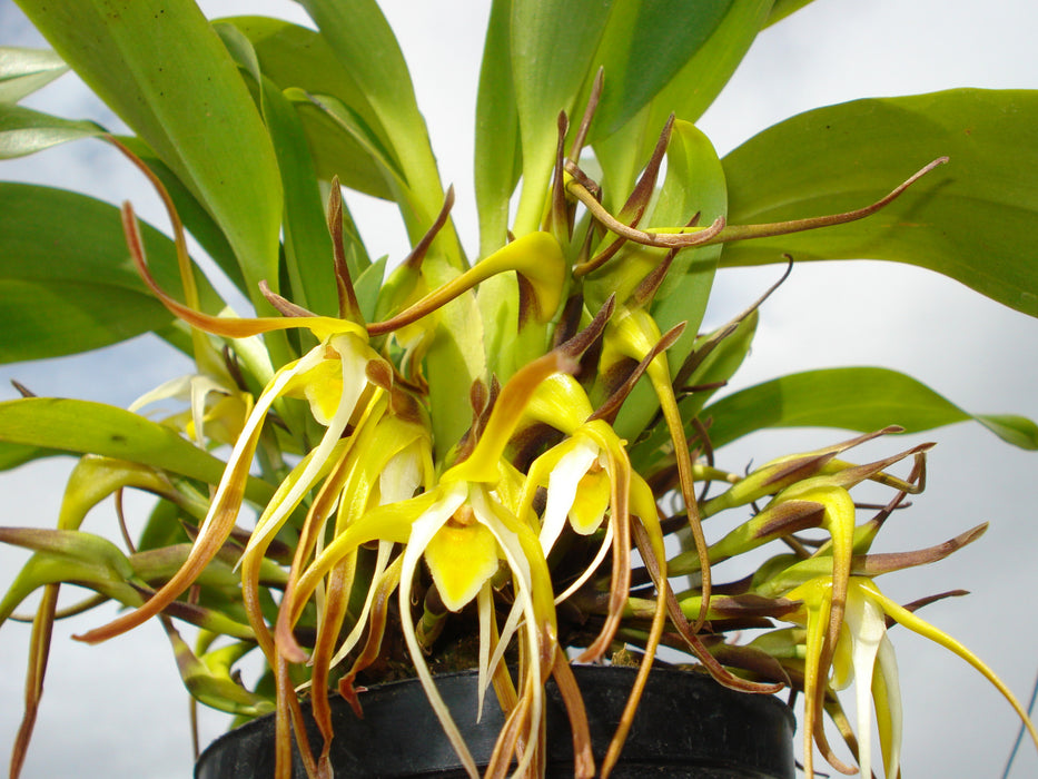 Maxillaria arachnitiflora