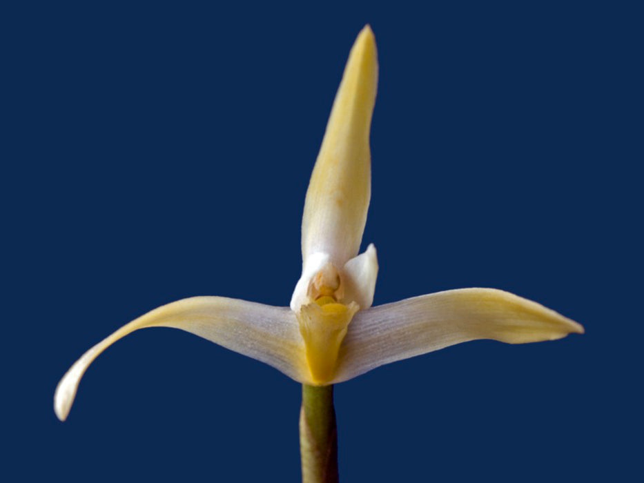 Maxillaria bolivarensis