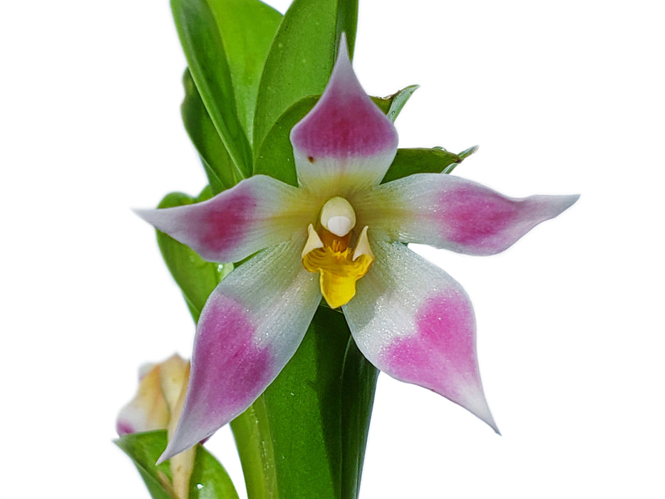 Maxillaria bradeorum