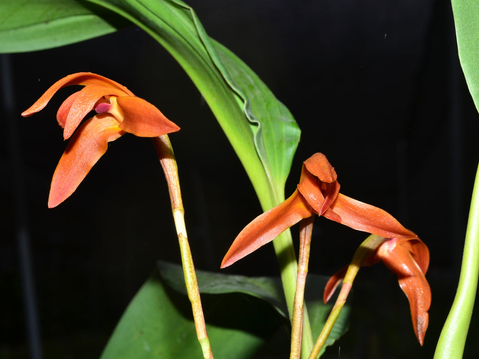 Maxillaria calantha v amarillenta