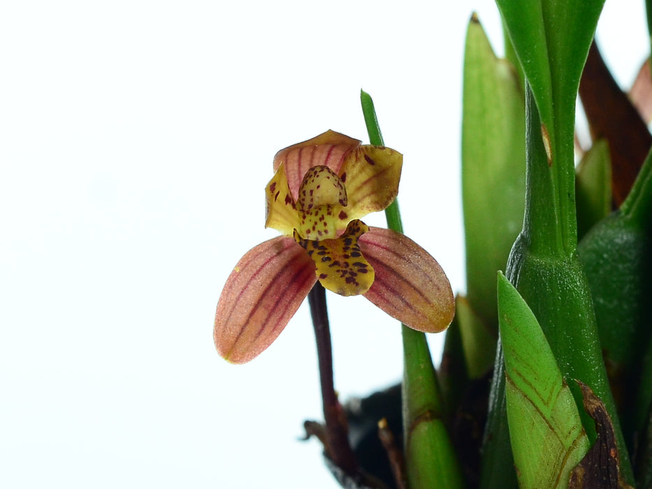 Maxillaria chacoensis