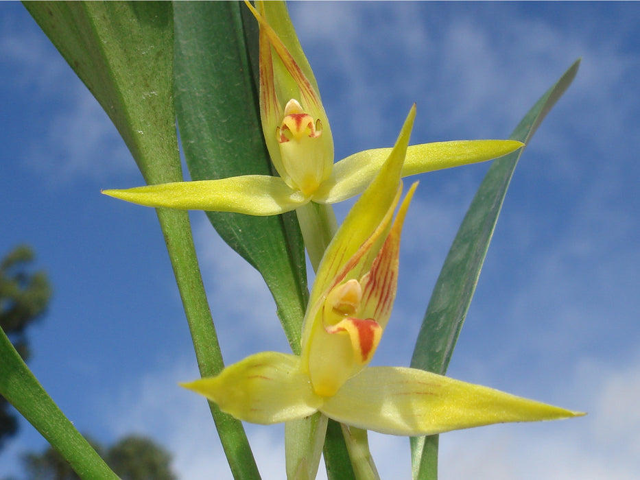 Maxillaria chlorantha