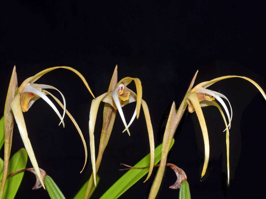 Maxillaria dalessandroi