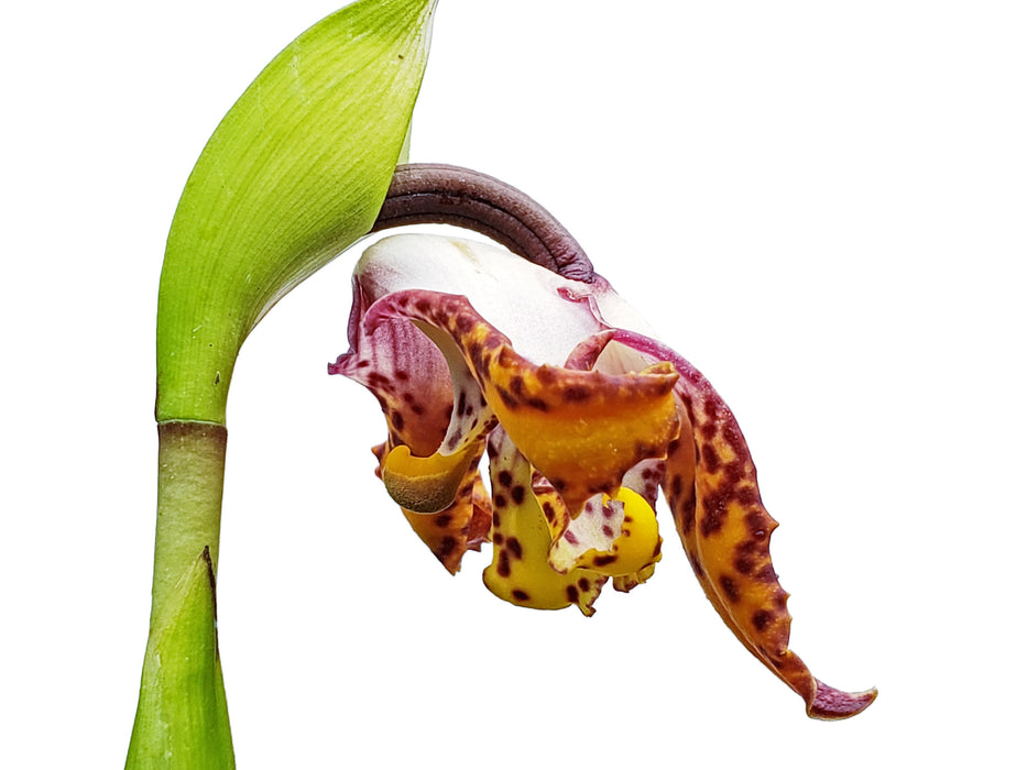 Maxillaria elegantula