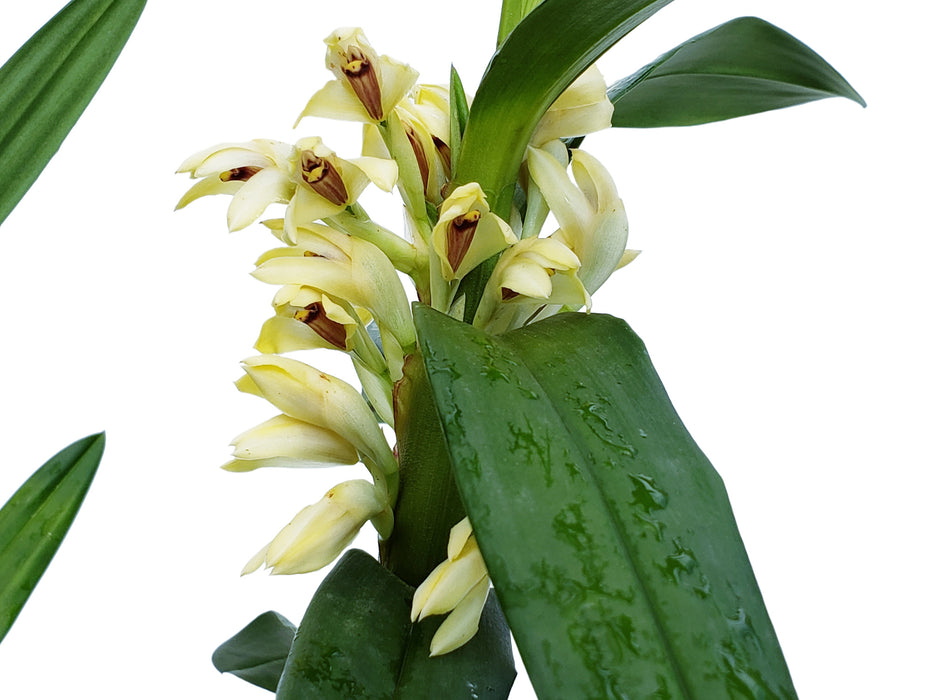 Maxillaria embreei