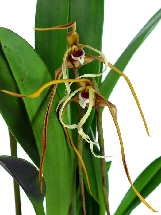 Maxillaria fractiflexa