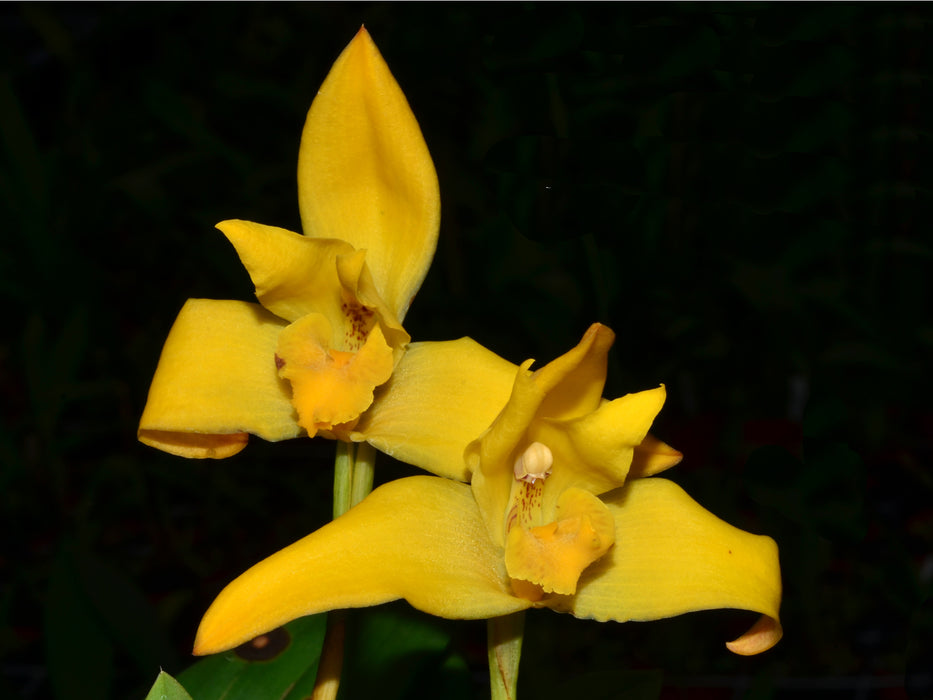 Maxillaria Ivan Portilla