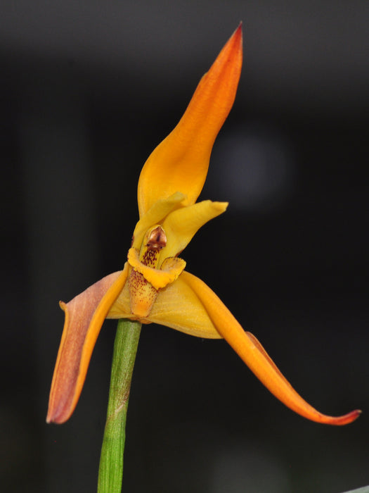 Maxillaria Pepe Portilla