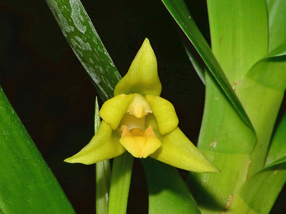 Maxillaria guareimensis