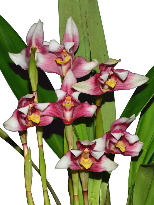 Maxillaria huebschii form red