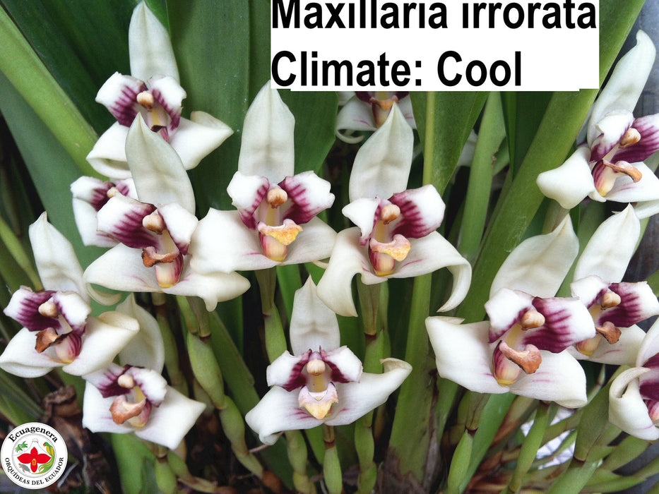 Maxillaria irrorata