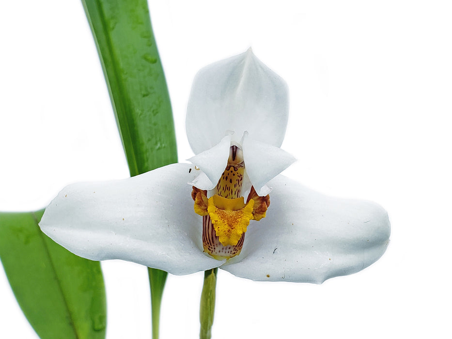 Maxillaria lehmannii