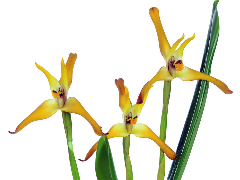 Maxillaria Cuencanita