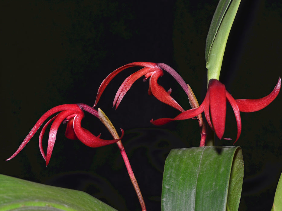 Maxillaria longipes