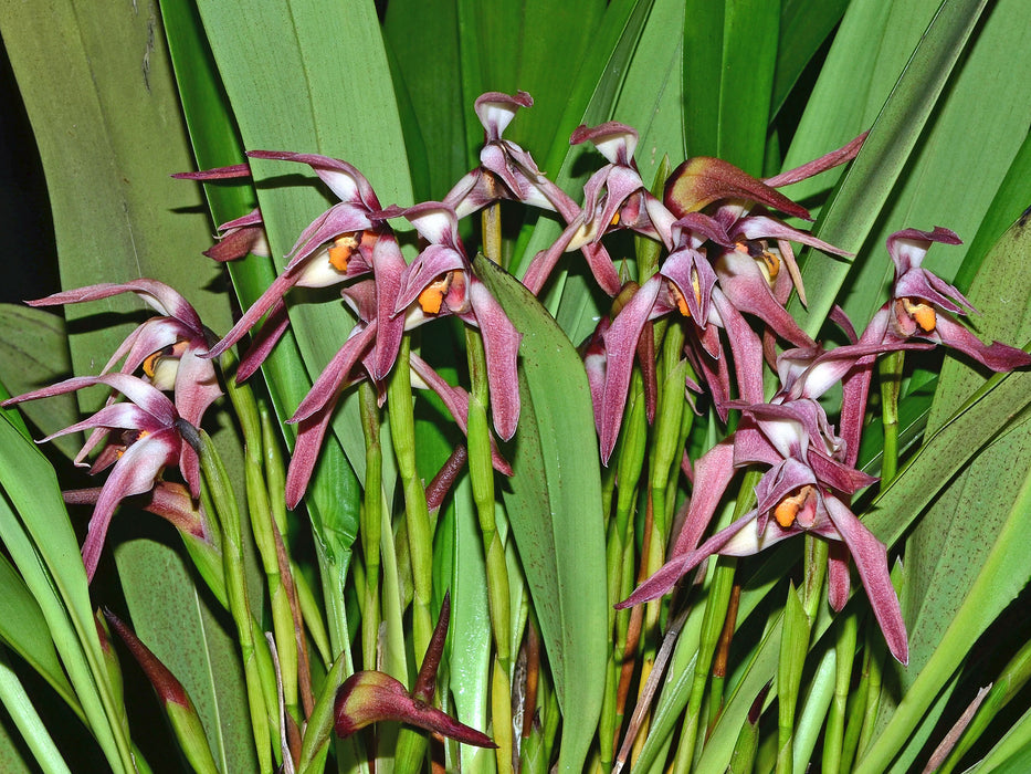 Maxillaria longissima