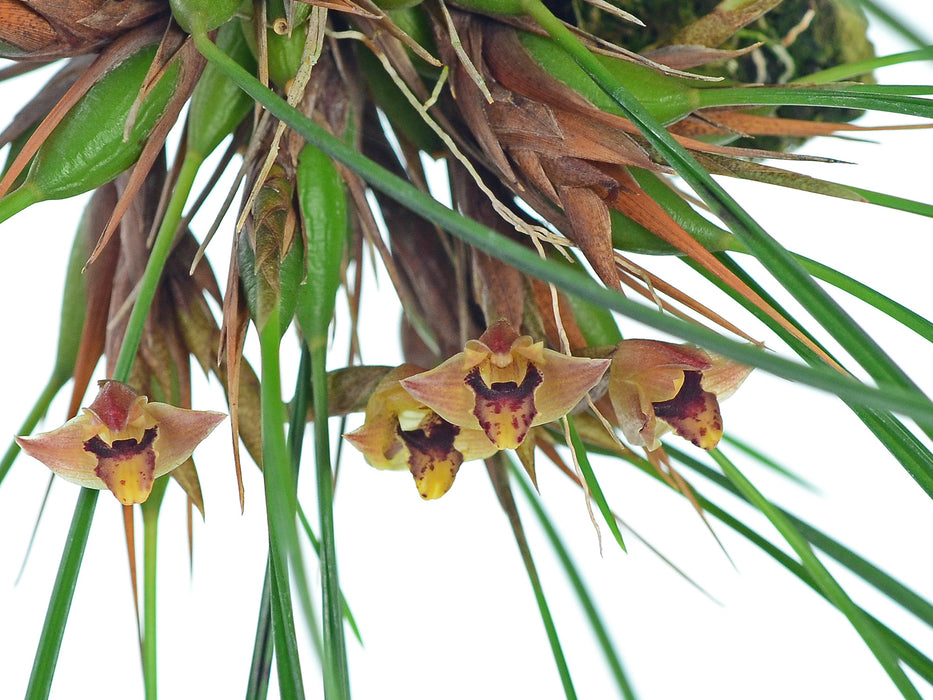 Maxillaria lueri