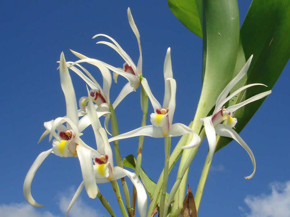 Maxillaria luteoalba