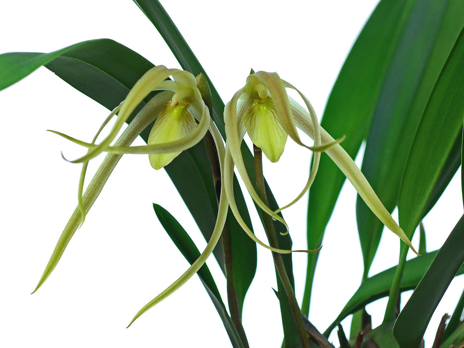 Maxillaria macrura xanthina