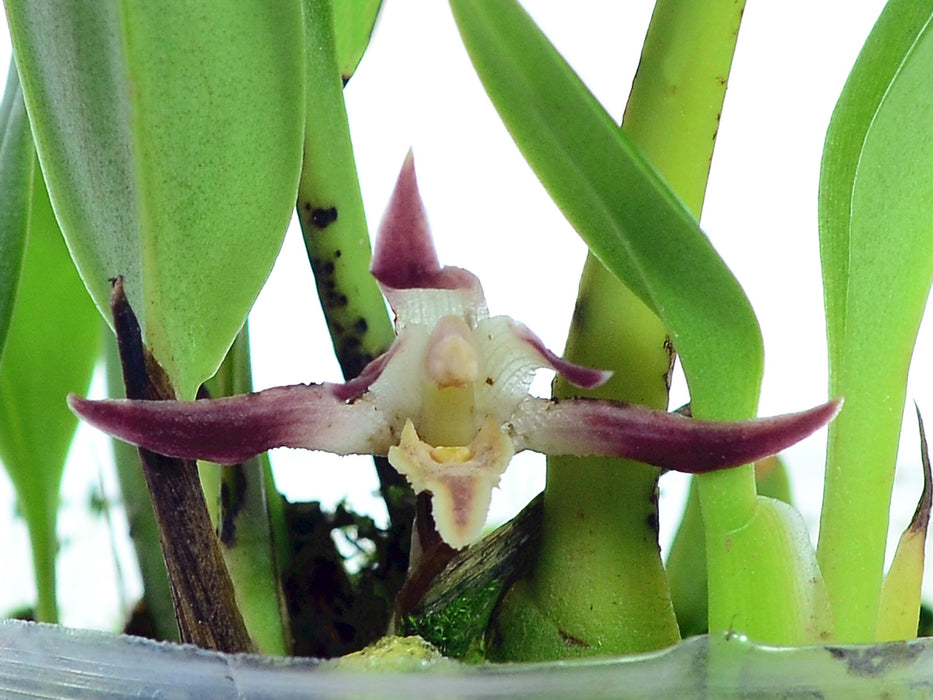 Maxillaria melina