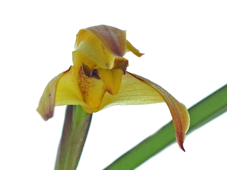 Maxillaria meridensis