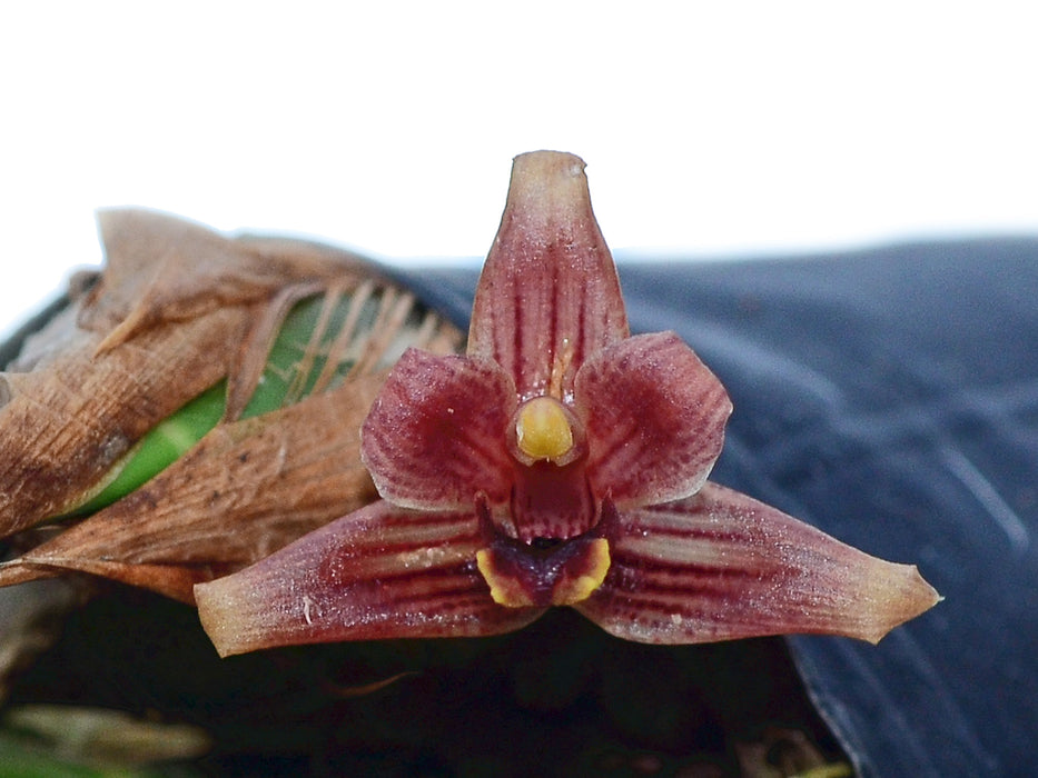 Maxillaria neophylla