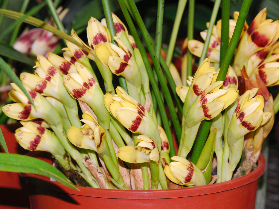 Maxillaria perryae