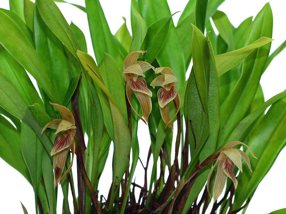 Maxillaria pulla