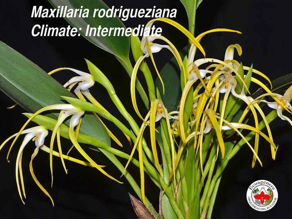 Maxillaria rodrigueziana