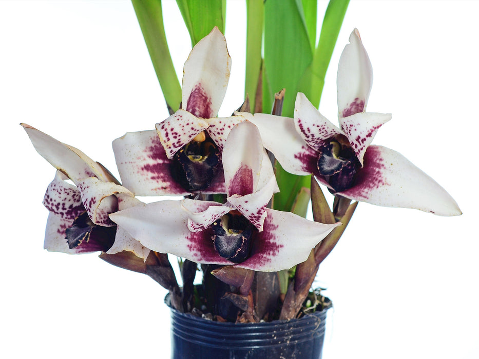 Maxillaria sanderiana schwarze Lippe