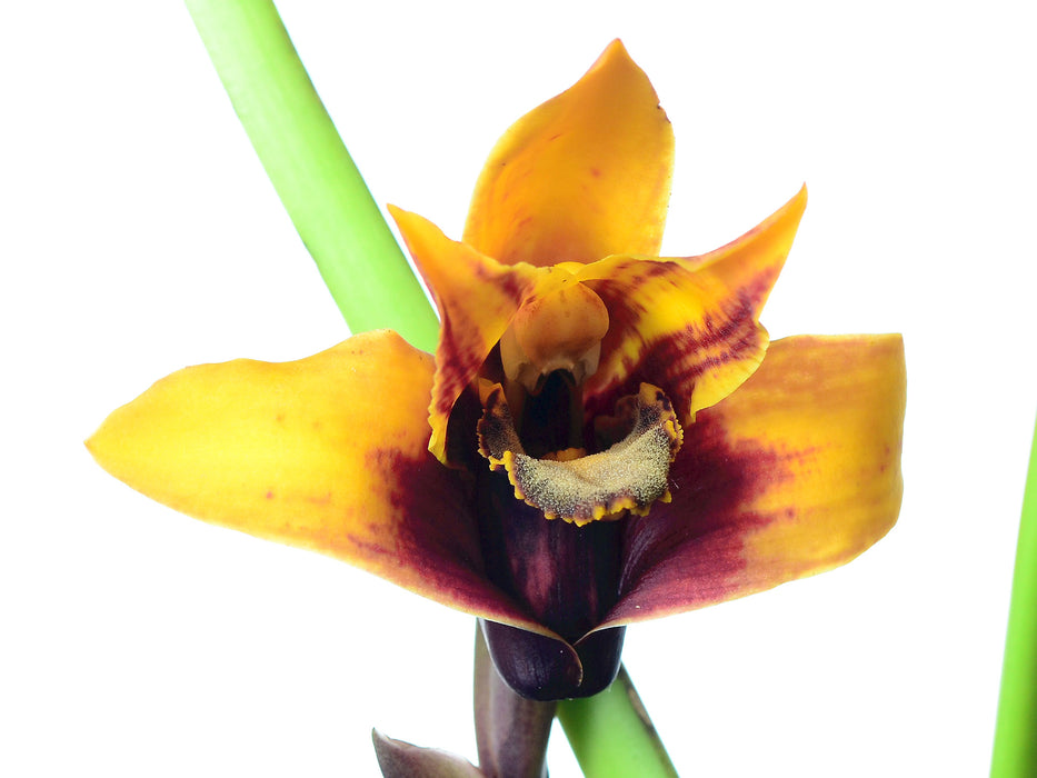 Maxillaria sanderiana form xanthina