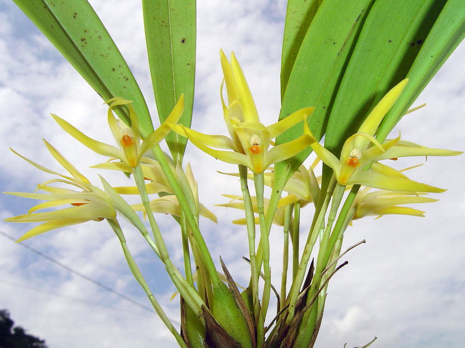 Maxillaria hennisiana