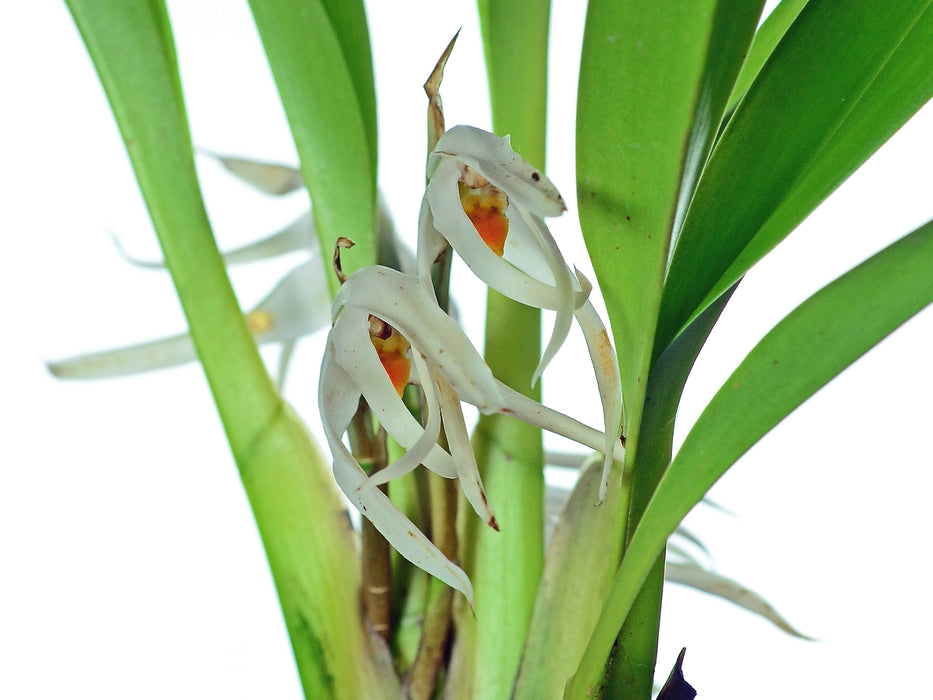 Maxillaria splendens