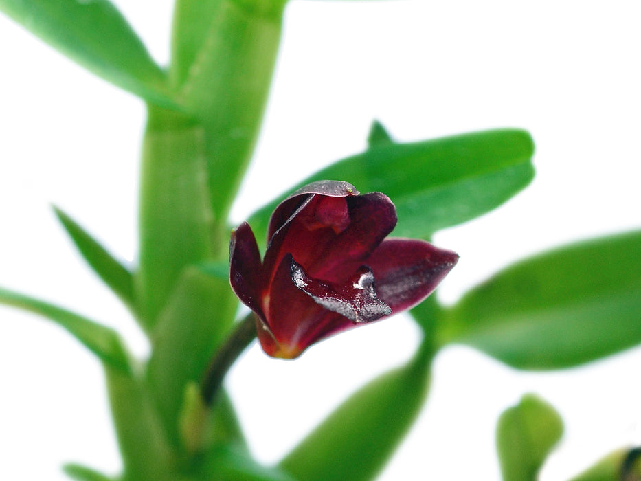 Maxillaria swartziana