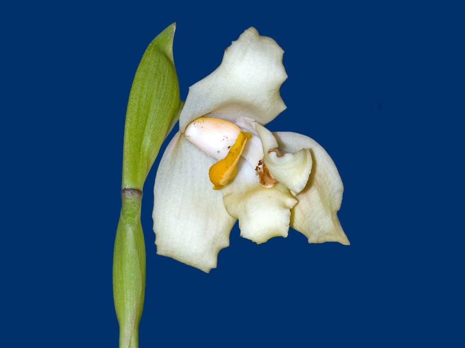 Maxillaria turkeliae f. alba