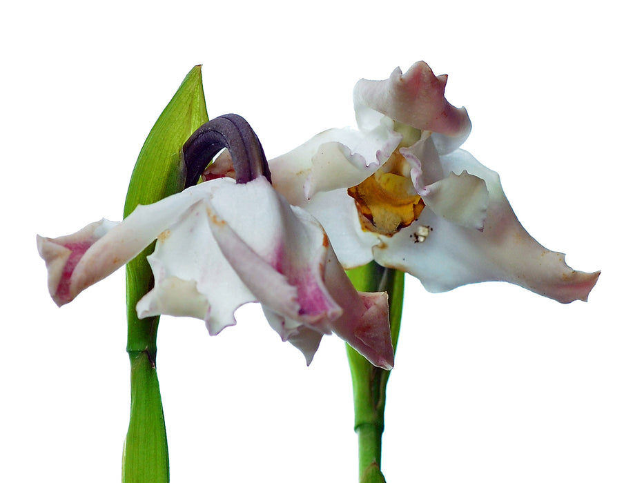 Maxillaria turkeliae