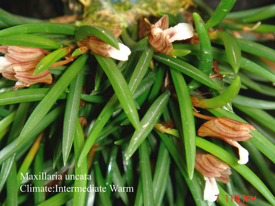 Maxillaria uncata