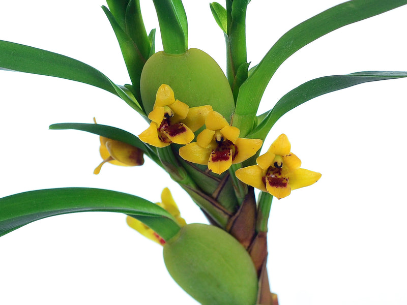 Maxillaria caespitifica
