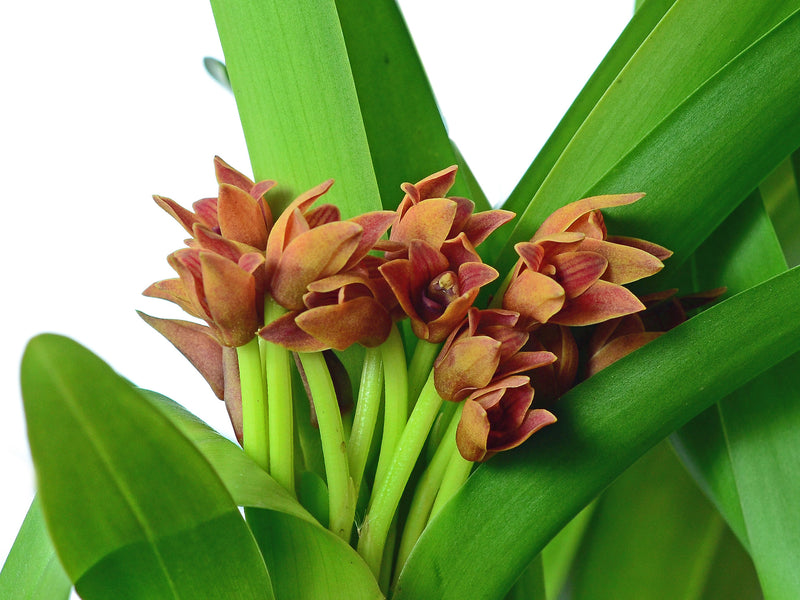 Maxillariella elatior