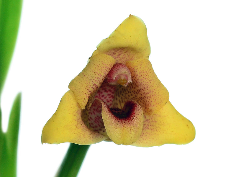 Maxillaria procurrens