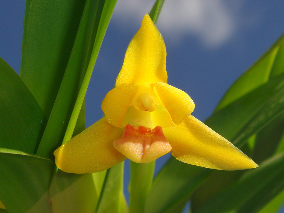 Maxillariella longibracteata