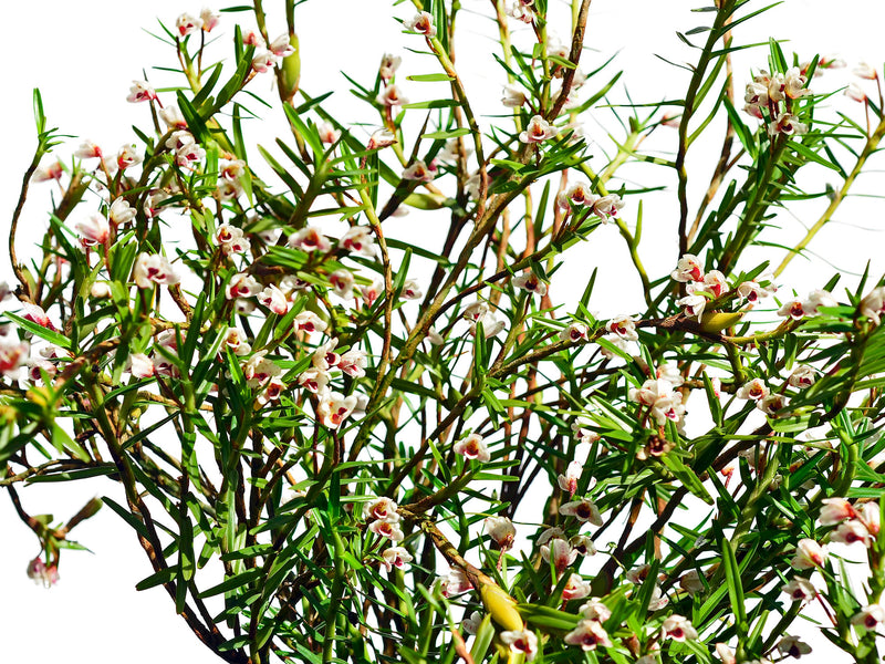 Maxillaria spilotantha