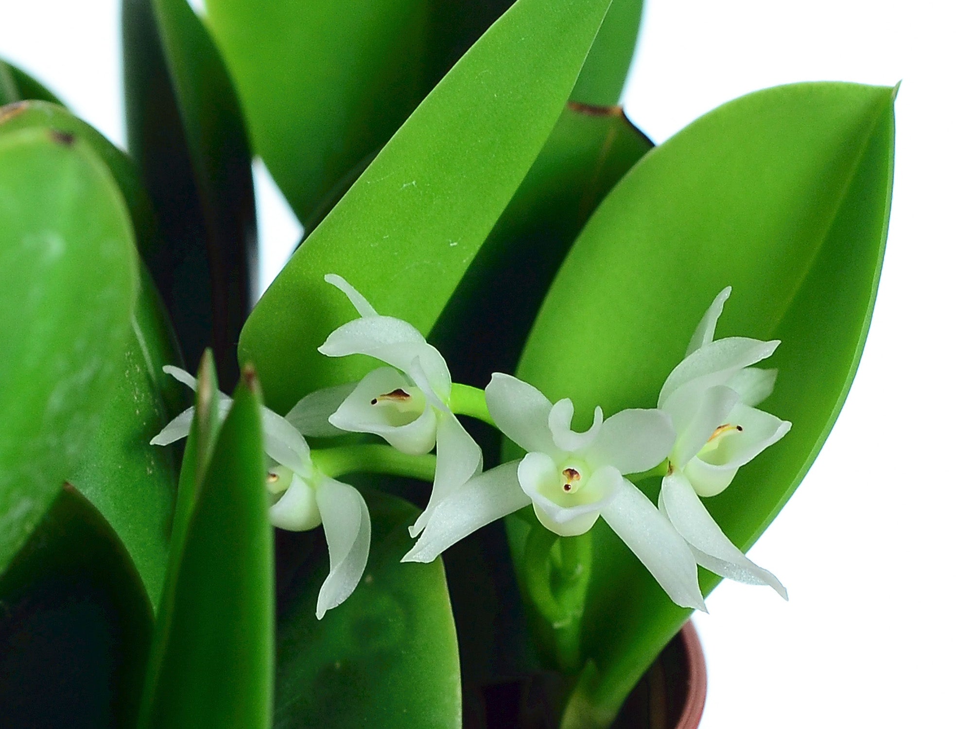 Meiracyllium trinasutum f. alba
