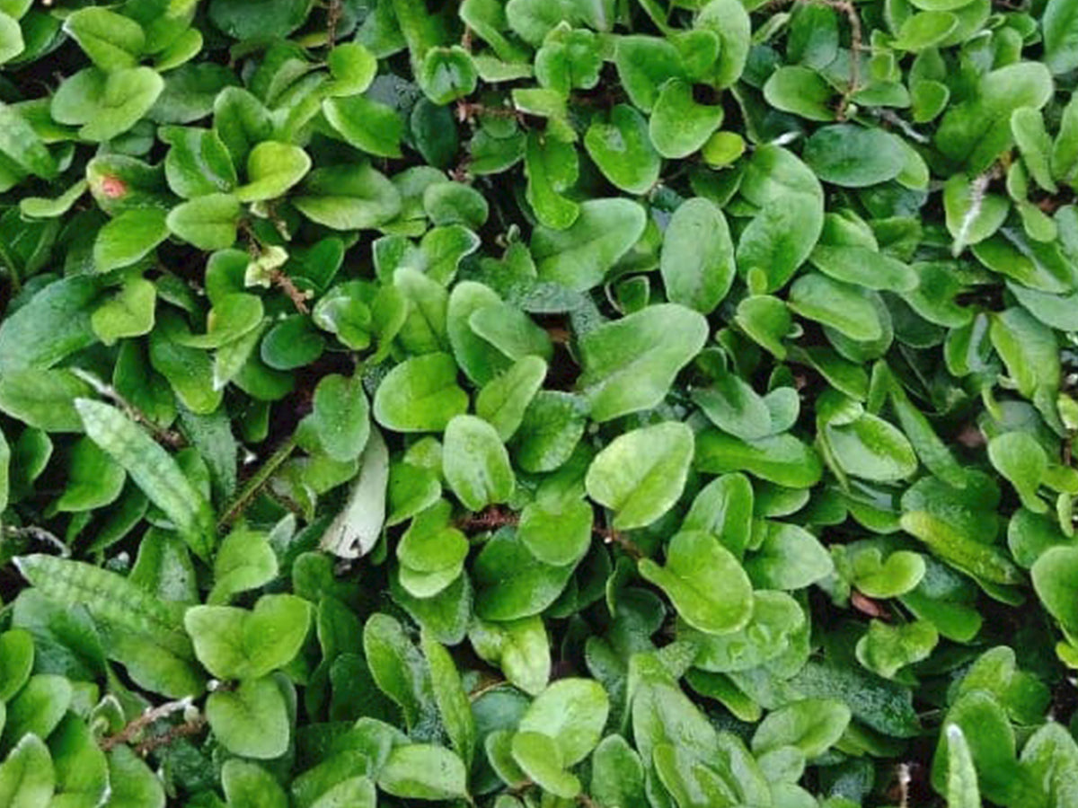 Microgramma reptans #1 — Ecuagenera Orquídeas del Ecuador