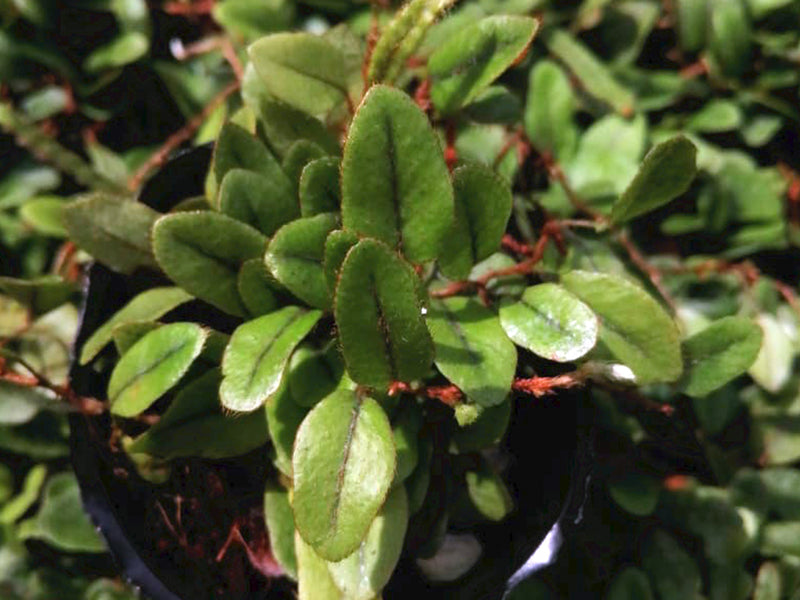 Microgramma reptans #2