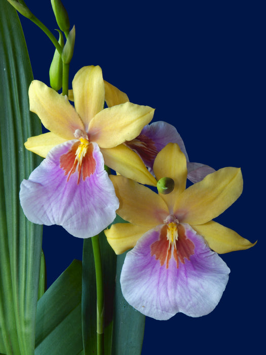 Miltonia Sunset